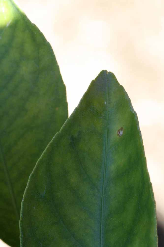              Margin (Riverside, CA)       